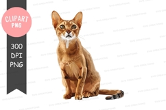 Elegant orange cat sitting Product Image 1
