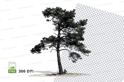 Pine tree clipart png Product Image 1