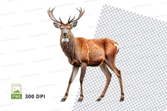 Majestic Deer Clipart PNG Isolated White Background Wildlife Product Image 1