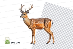 Deer clipart isolated transparent background wildlife illust Product Image 1