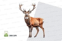 Majestic Red Deer Clipart PNG Isolated White Background Product Image 1