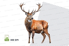 Majestic brown deer clipart isolated on transparent PNG back Product Image 1