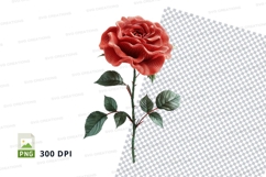 Red rose clipart isolated on white background PNG Product Image 1