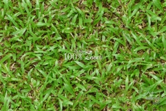 Seamless Green Grass Ground Textures Pack 4K - 16 Textures Product Image 2