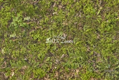 Seamless Autumn Moss Ground Textures Pack 4K - 12 Textures Product Image 2