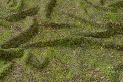 Seamless Autumn Moss Ground Textures Pack 4K - 12 Textures Product Image 4