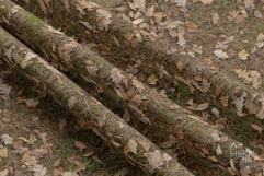 Seamless Autumn Moss Ground Textures Pack 4K - 12 Textures Product Image 6