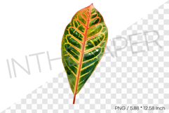 Croton Leaf Tropical Summer Clipart Watercolor Illustration Product Image 1
