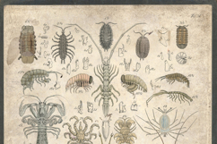 16 Charts of 1800s Zoology Restored Images Bundle Product Image 3