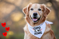 Golden Retriever wearing a white bandana that reads cupid is my homie, written in black