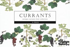 Currants Vintage Fruit Botanical Clip Art Product Image 1