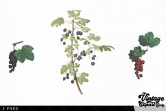 Currants Vintage Fruit Botanical Clip Art Product Image 3