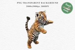 Cute Baby Tiger Animals Clipart PNG Scrapbooking Nursery Art Image Watercolor  Transparent Print invitation shirt designs sublimation kids printable digital watercolor baby tiger, scrapbooking clipart, sublimation nursery drawing, forest animals, wild cat