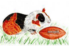 Cute Cavy drawing Product Image 1