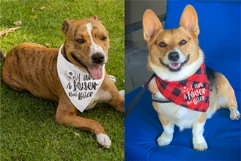 Cute Dog Not Biter Bandana SVG Dog Mom Quote Design Cricut