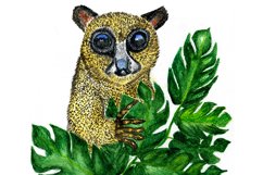 Sambirano mouse Lemur drawing Product Image 1