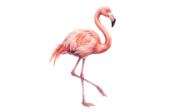 Cute Pink Flamingo Png| Pink Summer Png Product Image 1