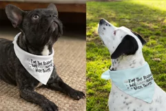Cute Reason Dog Bandana Quote SVG Pet Design Cricut For DIY