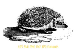 Cute Vintage Hedgehog Lineart Clipart Illustration Logo by Squeeb Creative