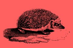 Cute Vintage Hedgehog Line art Clip art Illustration Logo Product Image 2