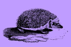 Cute Vintage Hedgehog Line art Clip art Illustration Logo Product Image 3