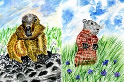 Cute groundhog drawing Product Image 3