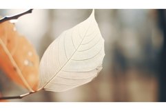 flower foliage white autumnal enchanting ai generated Product Image 1