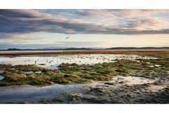 wetland salt marsh landscape ai generated Product Image 1