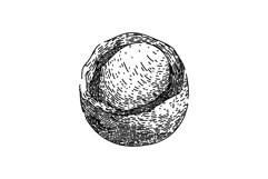 macadamia nut raw sketch hand drawn vector Product Image 1