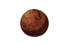 macadamia nut sketch hand drawn vector Product Image 1