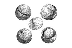 macadamia nut set sketch hand drawn vector Product Image 1