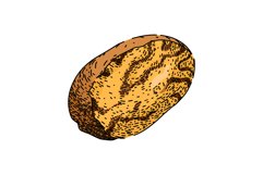 nut nutmeg spice sketch hand drawn vector Product Image 1