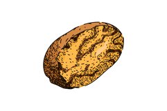 nut nutmeg spice sketch hand drawn vector Product Image 1