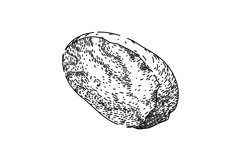 nut nutmeg spice sketch hand drawn vector Product Image 1