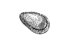 snack pine nut sketch hand drawn vector Product Image 1