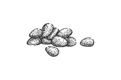 ingredient pine nut sketch hand drawn vector Product Image 1