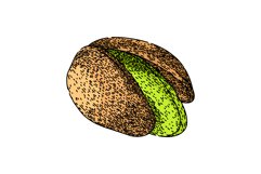 ingredient pistachio nut sketch hand drawn vector Product Image 1