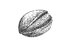 food pistachio nut sketch hand drawn vector Product Image 1