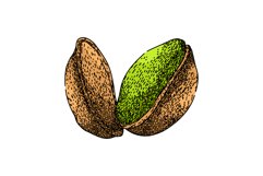 organic pistachio nut sketch hand drawn vector Product Image 1