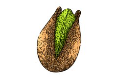 green pistachio nut sketch hand drawn vector Product Image 1