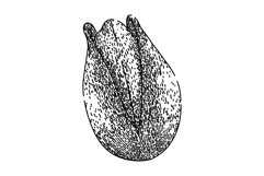 green pistachio nut sketch hand drawn vector Product Image 1