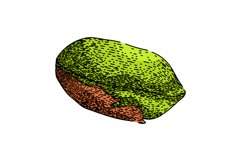 roasted pistachio nut sketch hand drawn vector Product Image 1