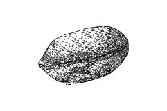 roasted pistachio nut sketch hand drawn vector Product Image 1