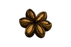 inca sacha inchi sketch hand drawn vector Product Image 1