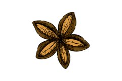 plant sacha inchi sketch hand drawn vector Product Image 1