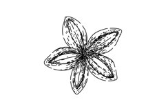 plant sacha inchi sketch hand drawn vector Product Image 1