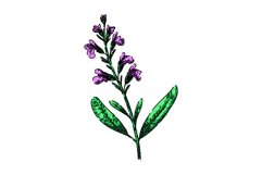 sage sage sketch hand drawn vector Product Image 1