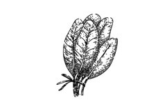green sage sketch hand drawn vector Product Image 1