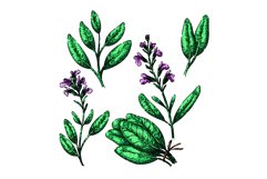 sage set sketch hand drawn vector Product Image 1