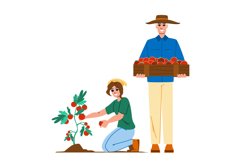 harvesting tomatoes vector Product Image 1